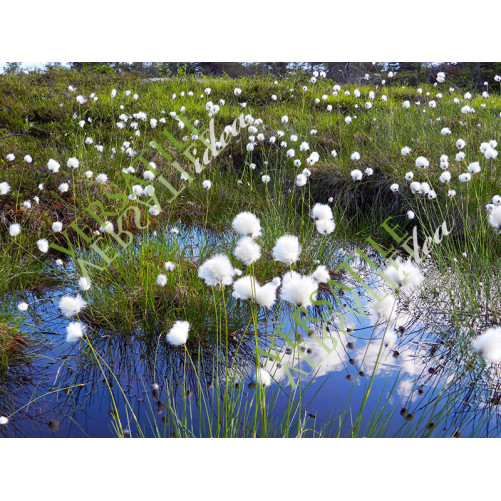 Eriophorum Euphoria