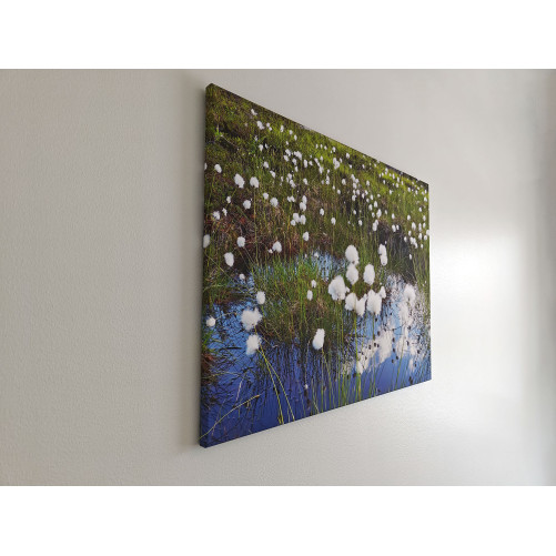 Eriophorum Euphoria (canvas-taulu)