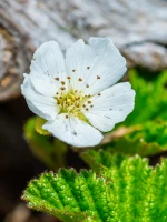 Hilla (cloudberry) flower